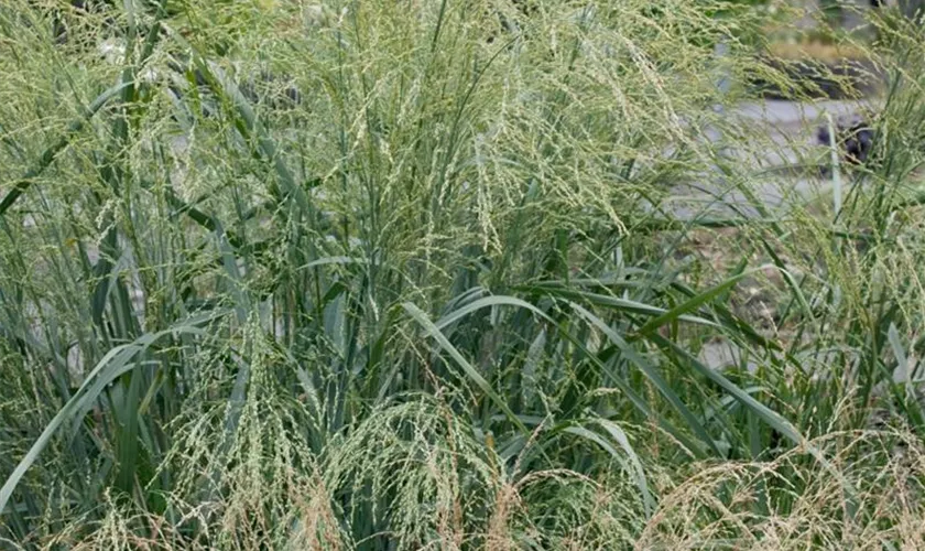 Panicum amarum 'Dewey Blue'