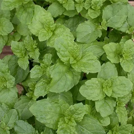 Mentha spicata 'Tashkent'