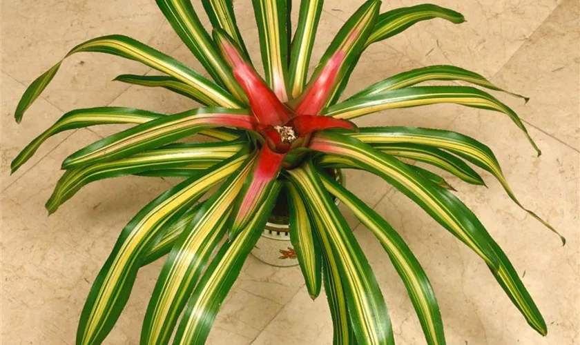 Neoregelia carolinae 'Tricolor'