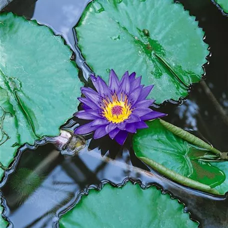 Tropische Seerose 'Tropical Blue'