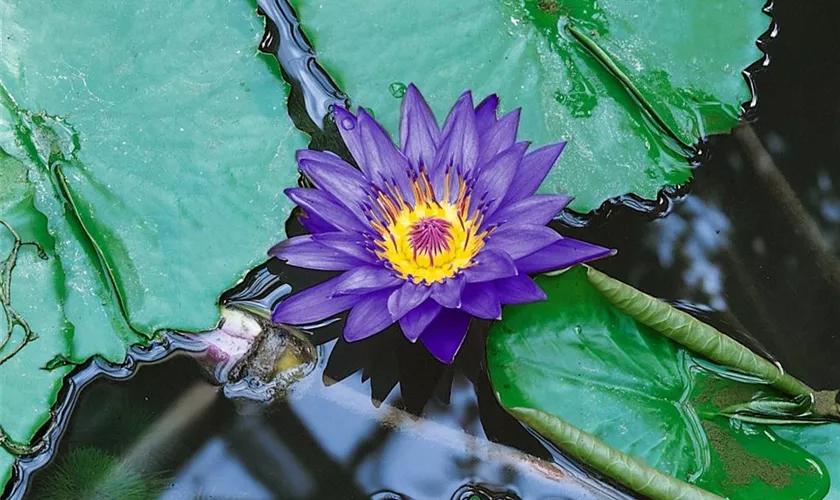 Nymphaea 'Tropical Blue'