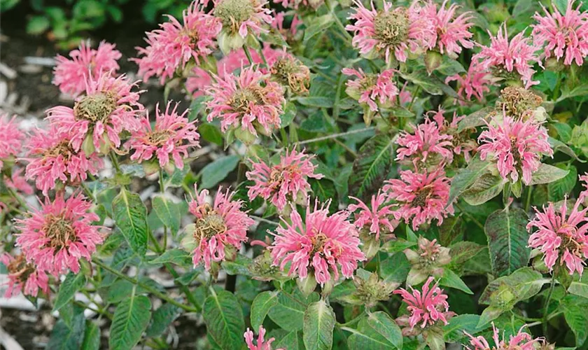 Monarda fistulosa 'Croftway Pink'