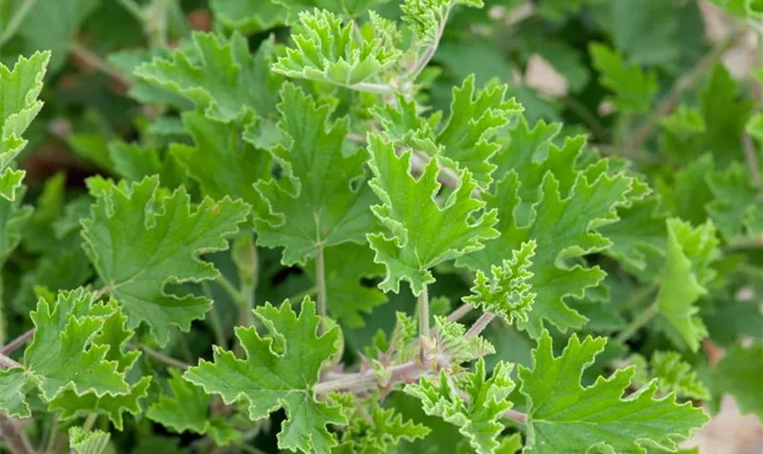 Pelargonium capitatum 'Bitter Lemon'