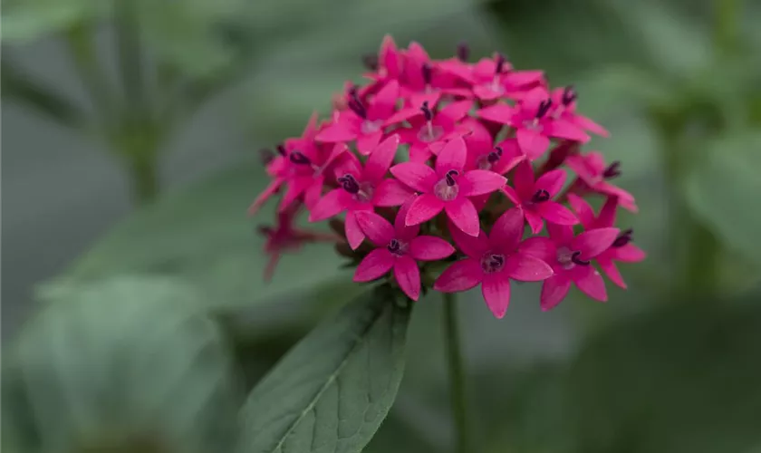 Pentas lanceolata 'Festival Lilac'