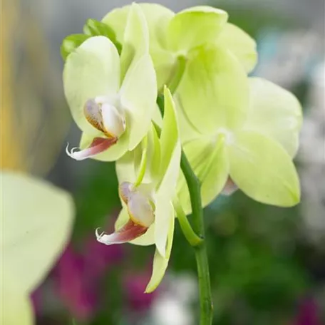 Phalaenopsis 'Limelight'