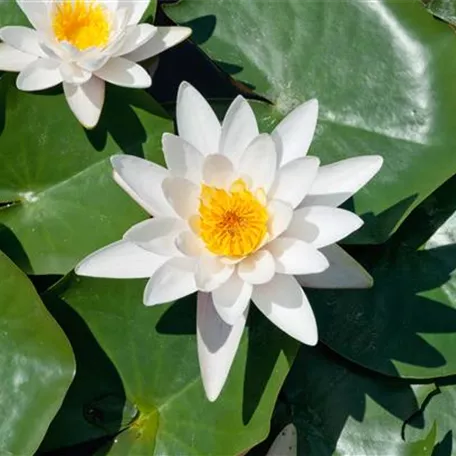 Nymphaea 'Virginalis'