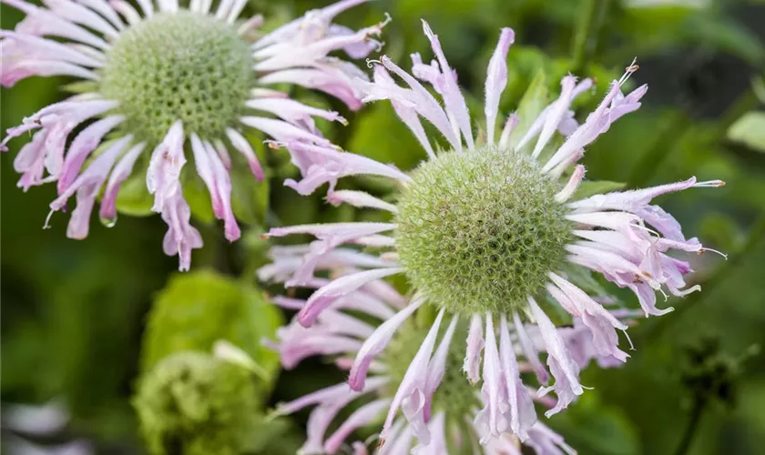 Monarda fistulosa 'Fishes'