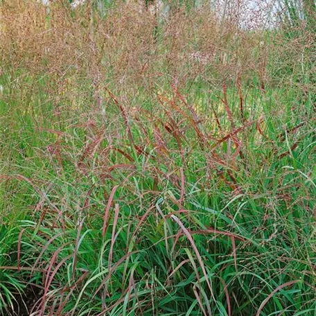 Panicum virgatum 'Cardinal'