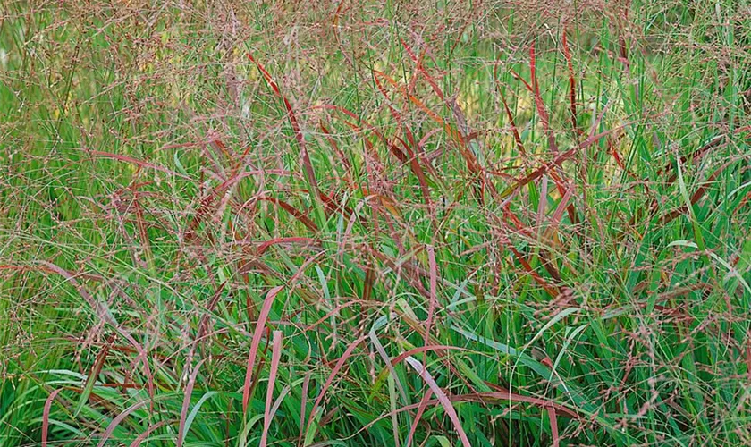 Garten-Ruten-Hirse 'Cardinal'