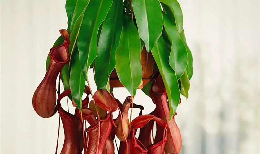 Nepenthes 'Bloody Mary'