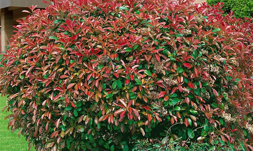 Photinia fraseri 'Red Select'