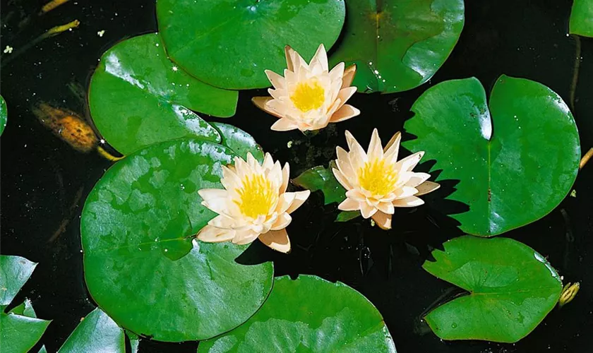 Nymphaea 'Walter Pagels'