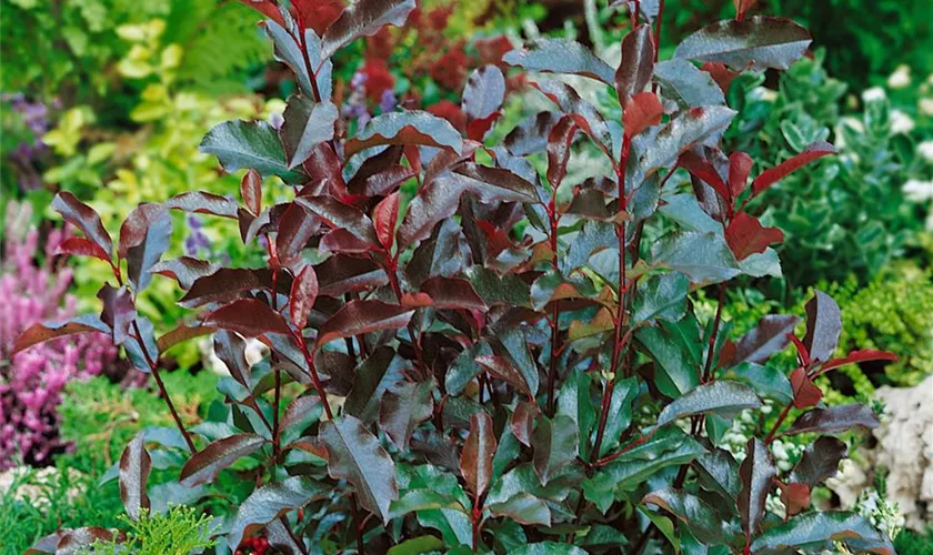 Photinia serratifolia 'Pink Crispy'®