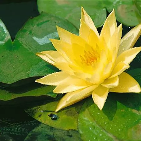 Nymphaea 'Yellow Sensation'