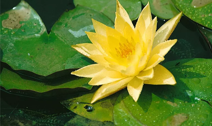 Seerose 'Yellow Sensation'