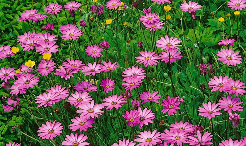 Osteospermum barberae