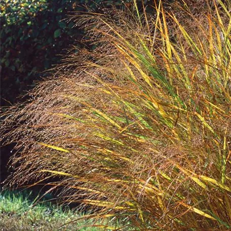 Panicum virgatum 'Gold Fountain'