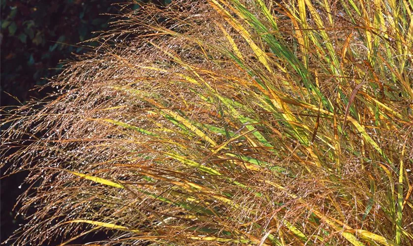 Garten-Ruten-Hirse 'Gold Fountain'