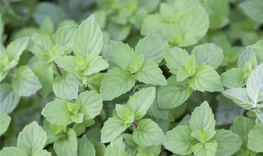 Mentha x gracilis 'Ginger'