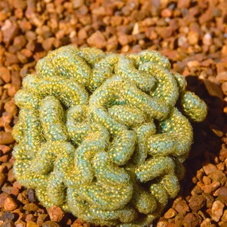 Mammillaria elongata 'Cristata'