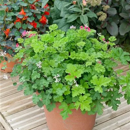 Duftpelargonie 'Fragrans'