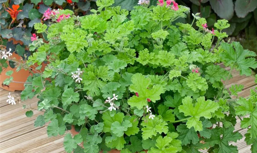 Pelargonium 'Fragrans'