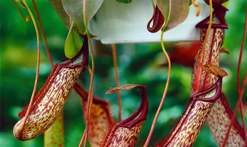 Nepenthes ventricosa