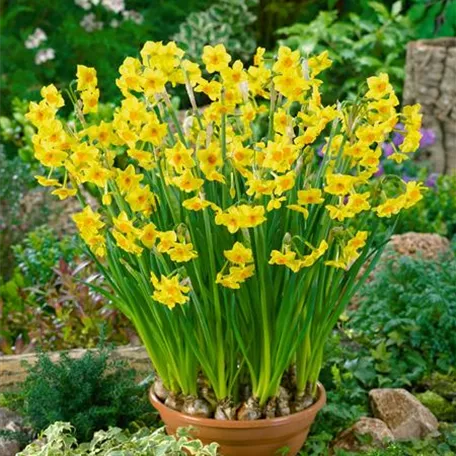 Narcissus 'Falconet'