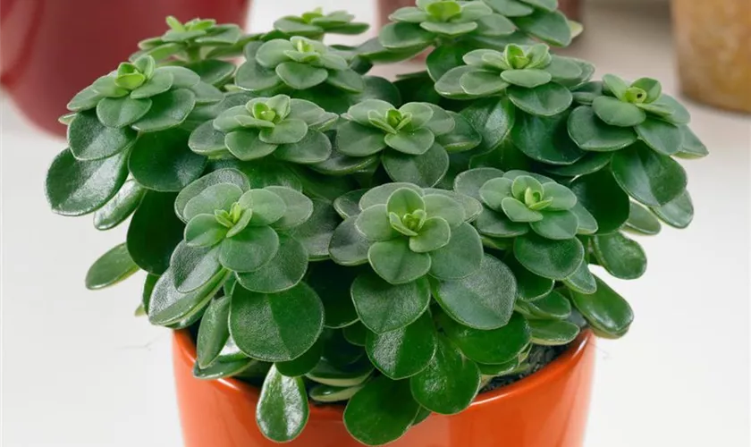 Peperomia verticillata 'Red Log'