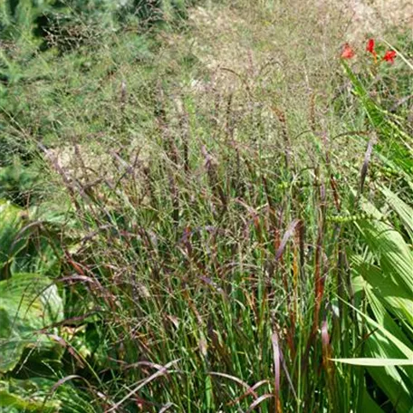 Panicum virgatum 'Prairie Fire'