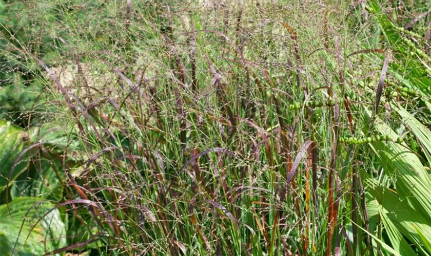 Garten-Ruten-Hirse 'Prairie Fire'