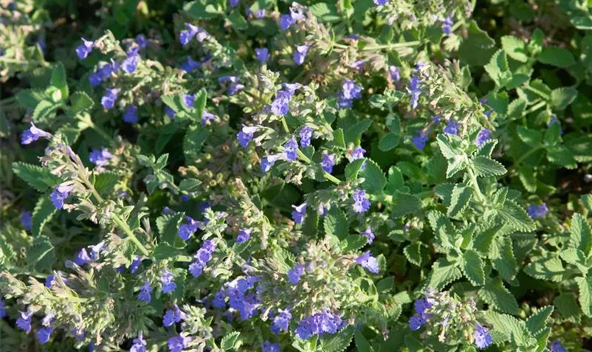 Nepeta cataria