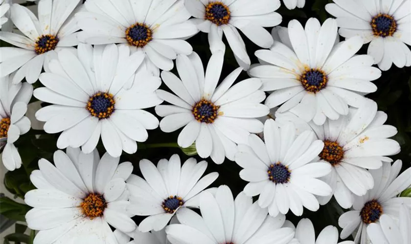 Osteospermum ecklonis 'Olympia'