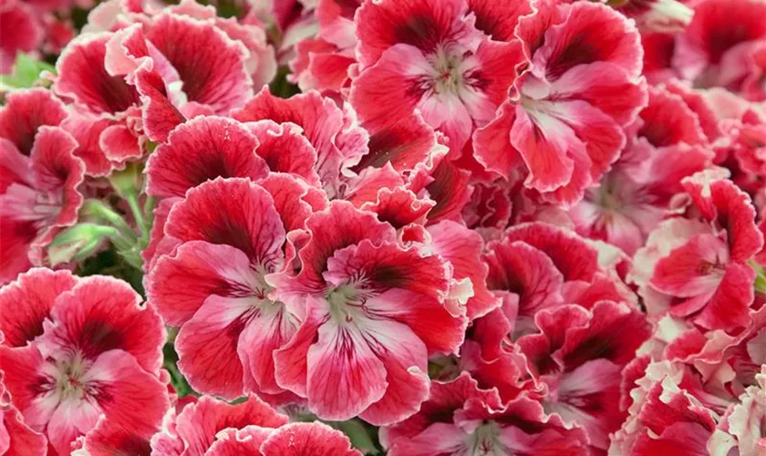 Pelargonium grandiflorum 'Ballet'