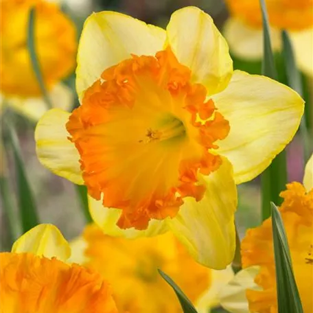 Narcissus 'Ferris Wheel'