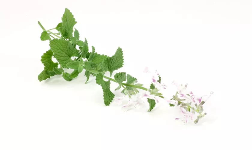 Nepeta cataria 'Citriodora'