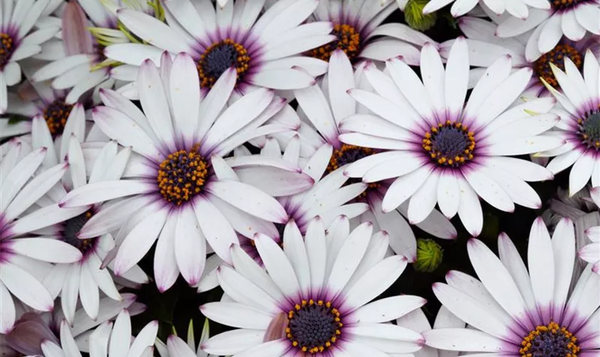 Osteospermum ecklonis 'Polarstern'