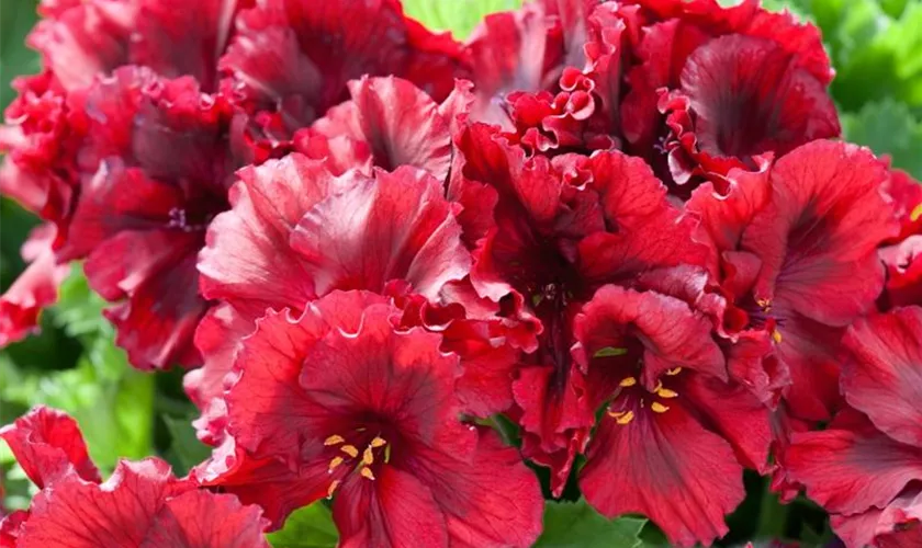 Pelargonium grandiflorum 'Coral Sunset'