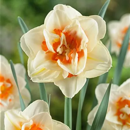 Narcissus 'Flower Parade'