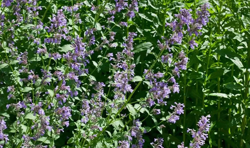 Nepeta grandiflora