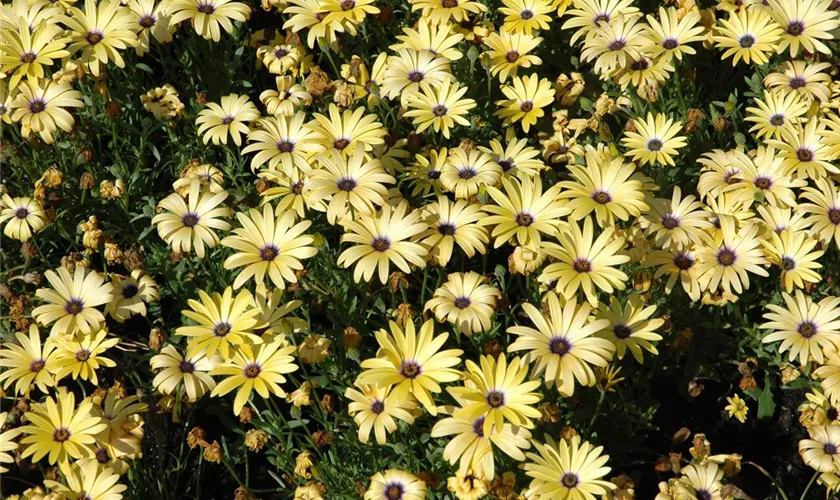 Osteospermum 'Lemon Symphonie'