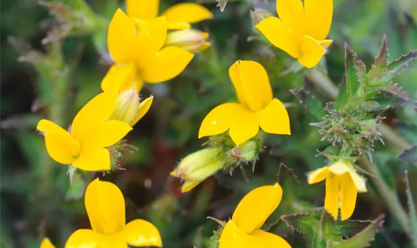 Monopsis lutea