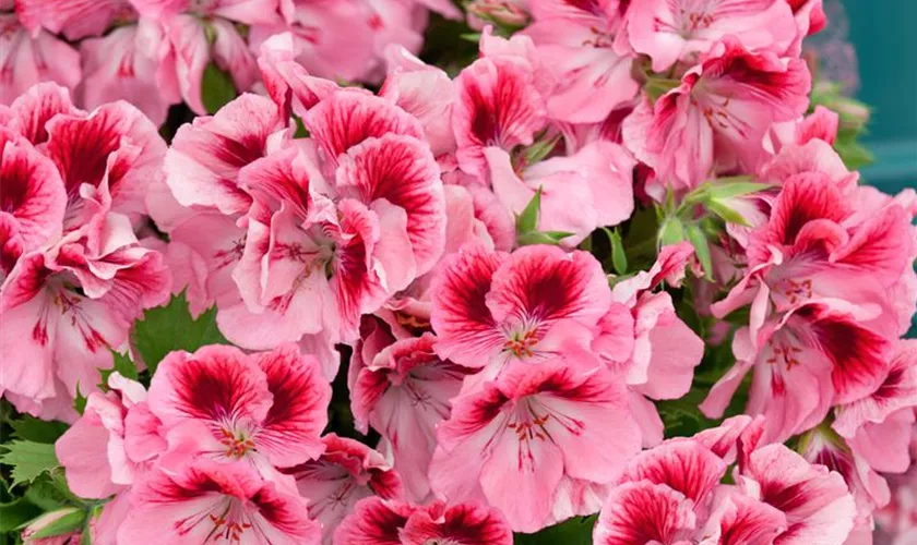 Pelargonium grandiflorum 'David'