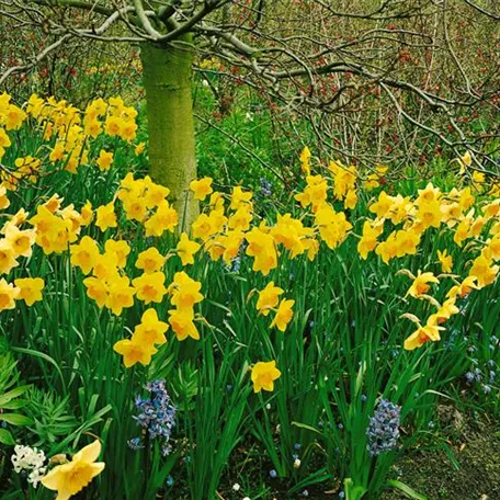 Narcissus 'Fortune'