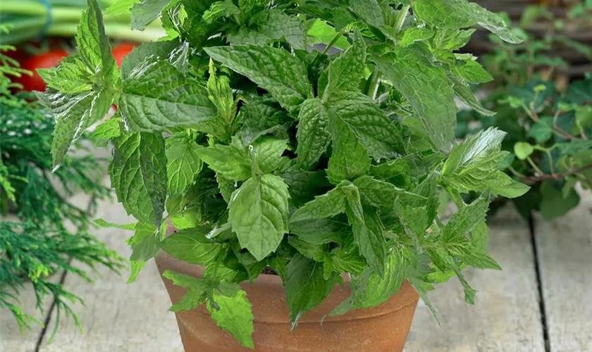 Mentha x piperita 'Citaro'