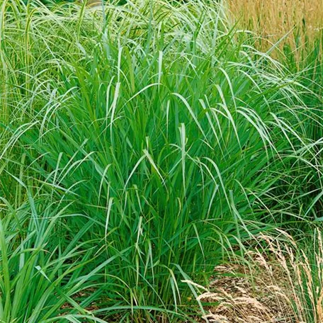 Panicum virgatum 'Warrior'