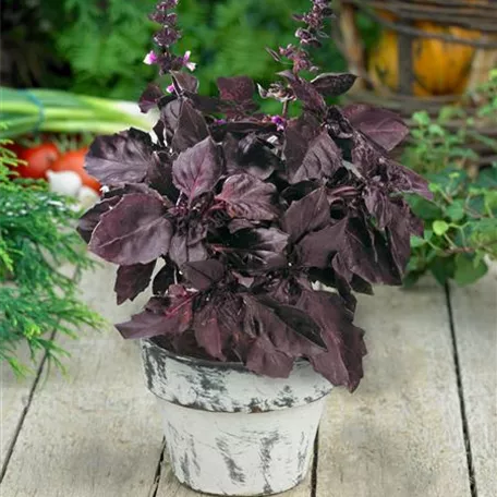 Garten-Basilikum 'Atropurpureum'