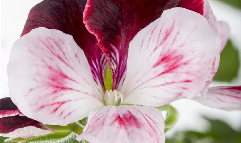 Pelargonium grandiflorum 'Eckmann', Stamm