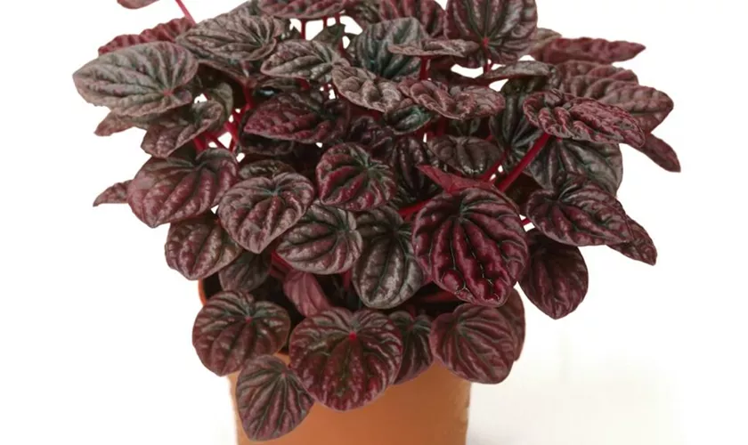 Zwergpfeffer 'Schumi Red'