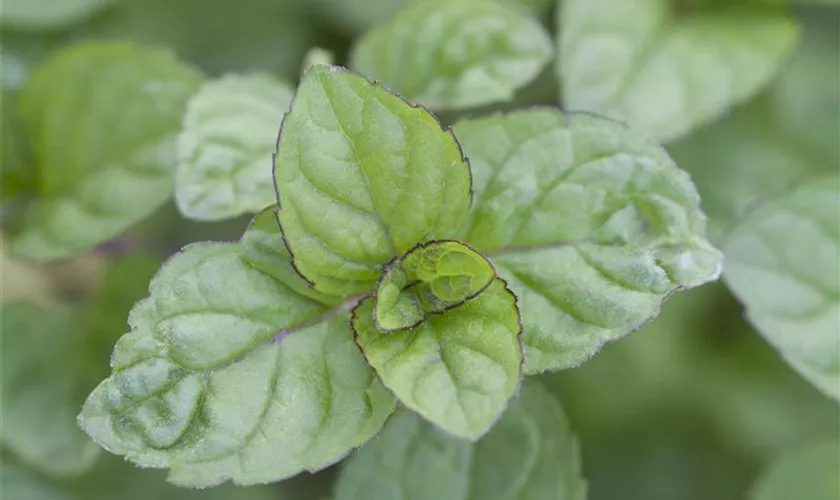 Mentha x piperita 'Grapefruit'